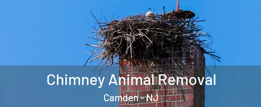  Chimney Animal Removal Camden - NJ