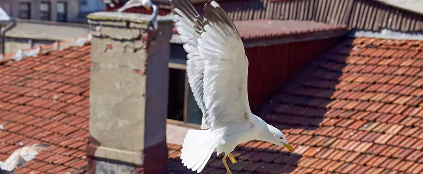 Residential Chimney Animal Removal Solution in Camden, NJ