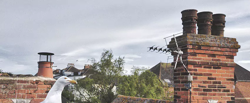 Chimney Cleaning And Restoration in Camden, New Jersey